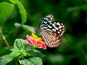Flower,_natural_flower,_nature,_butterfly_Wallpaper,google image