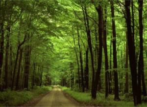 WonderfulForest,google image