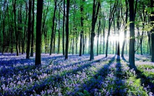 domesday book forest, google image