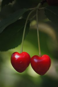 true love, valentine