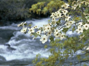 Dogwood-Tree-Blooms-Spring-Flower1,photo by Kennan Ward-Corbis