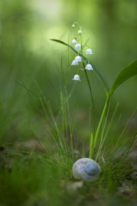 true followers of Jesus, blessed living