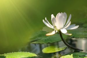 blessed living, success