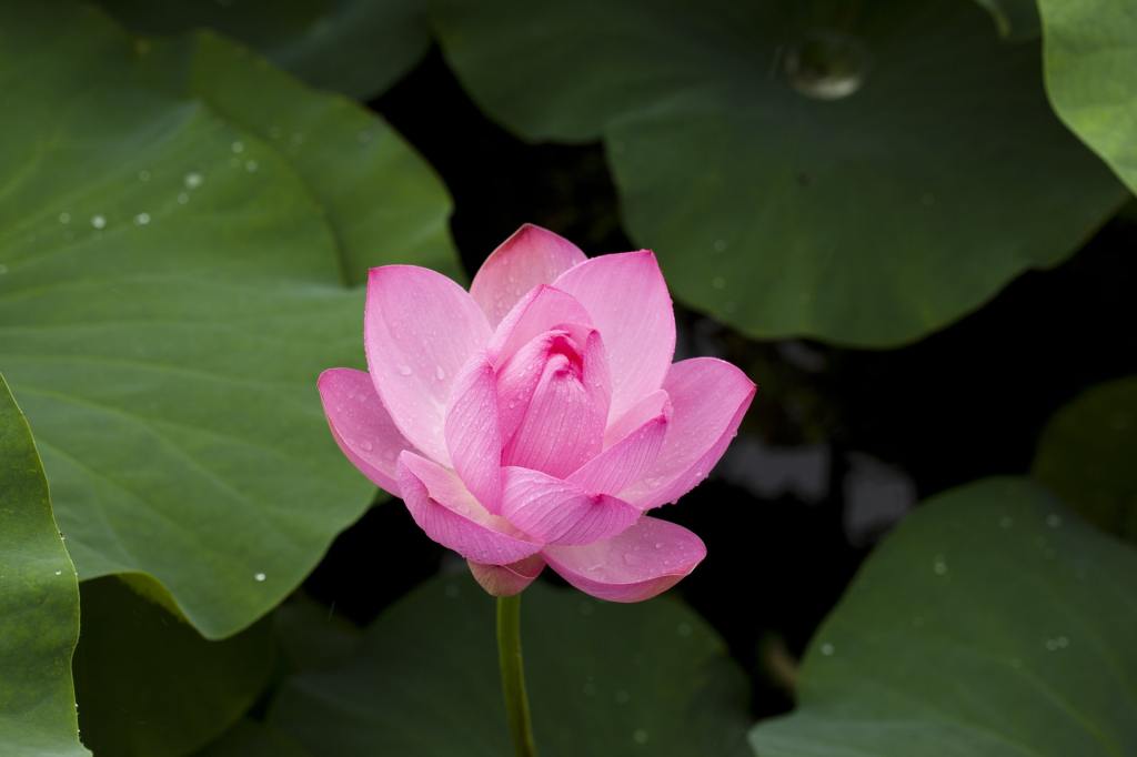wisdom, devotional, christian life, lotus